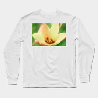 Tulipa clusiana  'Cynthia'  AGM  Lady tulip  Miscellaneous tulip Long Sleeve T-Shirt